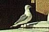 scamp_and_gull_april_2001_duluth_mntn.jpg (2613 bytes)
